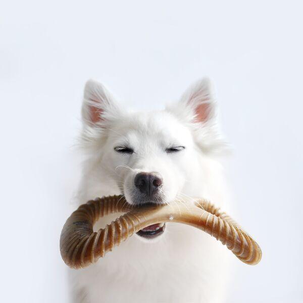 Benebone Toy - WishBone &amp; Dental Chew BACON