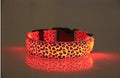 Coleira  Leopardo LED