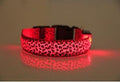 Coleira  Leopardo LED